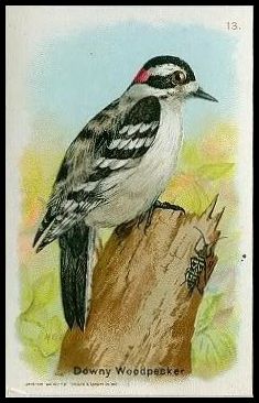13 Downey Woodpecker